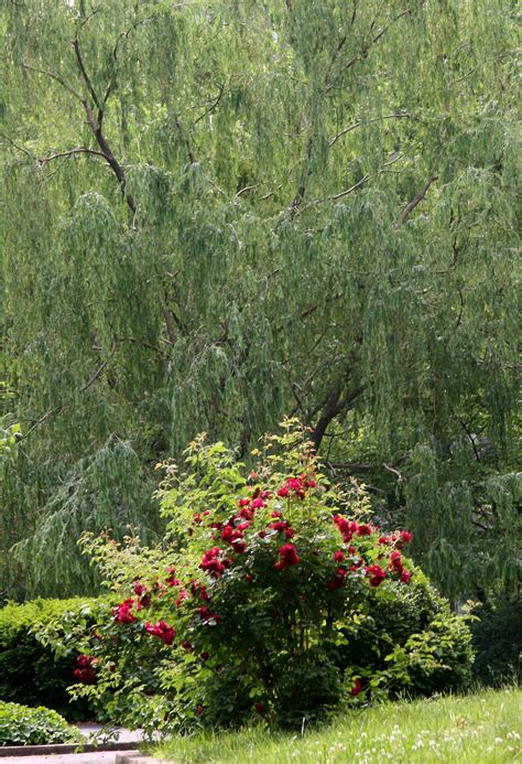 Red Rose Bush And A Willow Tree Photo Hubert Steed Photos At