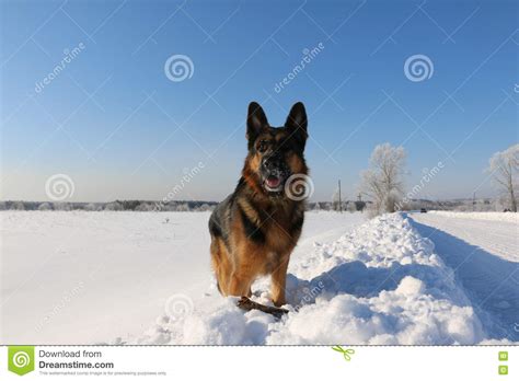 German Shepherd Dog On Snow Stock Image Image Of