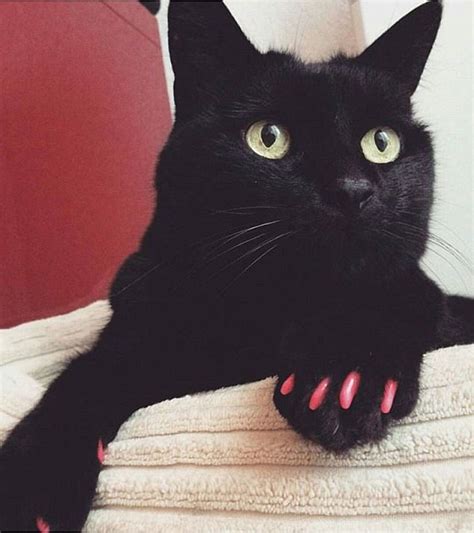 However, it's commonplace to remove them on hunting dogs because injuries to dewclaws are common and painful; Cat owners are blasted for 'cruel' stick-on claw covers ...