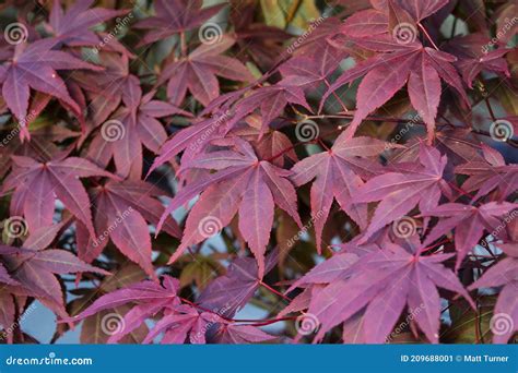 Japanese Maple Leaf Background In Autumn Colourul Red Maple Leaves