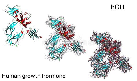 Human Growth Hormone Hgh Somatotropin Molecule In Different Models