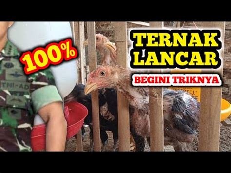 Wajib Lakukan Ini Sebelum Mulai Ternak Ayam Kampung Part Youtube