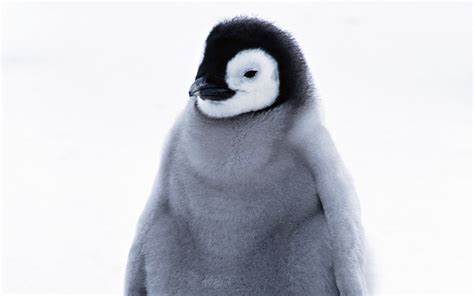Penguin Hd Wallpaper Background Image 1920x1200 Id