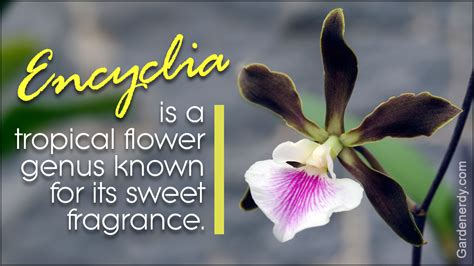 White tropical flowers pictures and names. An Alphabetical List of Tropical Flower Names With Facts ...