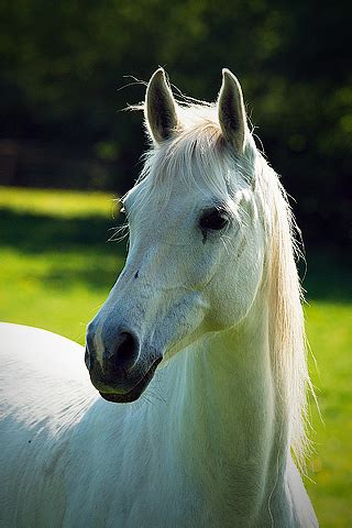 iPhoneZone: 15+ Horse Wallpapers For iPhone