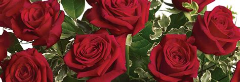Arkansas state senator since 2011 and former member of the arkansas house of representatives from pine bluff: Phillips Flowers Elmhurst Illinois | Best Flower Site