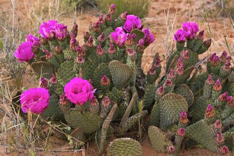 Let's begin by discussing the various growth stages for most cactus species and how long they take. Prickly Pear Cactus, in bloom, Valley of Fire State Park ...