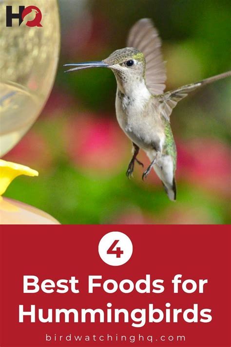 What Do Hummingbirds Eat Wanting To Know The Foods That Hummingbirds Consume Is A Common