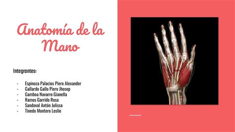 Anatomía De La Mano Salud Apuntes De Medicina Udocz