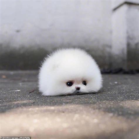 Tiny Pomeranian Dog Becomes An Online Sensation Very Cute Dogs Cute