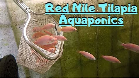 Adding Red Nile Tilapia To My Aquaponic System Tilapia In Aquaponics Youtube