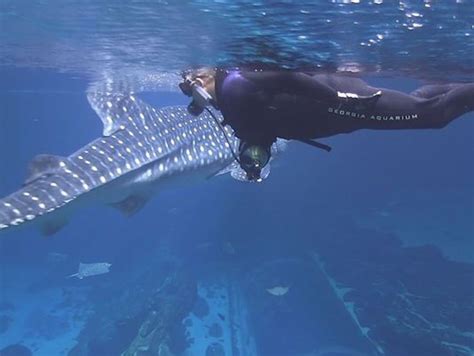 A Group Of Veterans Went On A Special Dive To Come Face To Face With