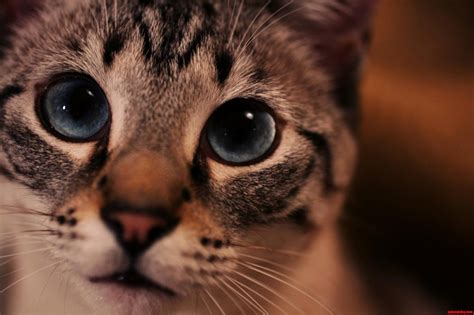 Meow Cute Cats Hq Pictures Of Cute Cats And Kittens Free Pictures