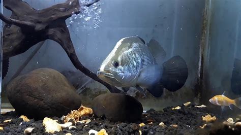 We did not find results for: KAKAP PUTIH "Barramundi" - Makan Ikan Mas - YouTube
