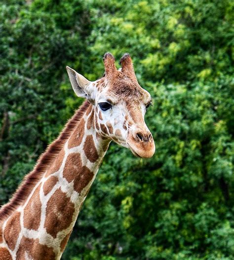 Giraffe Close Up Photograph By Dana Hardy Fine Art America