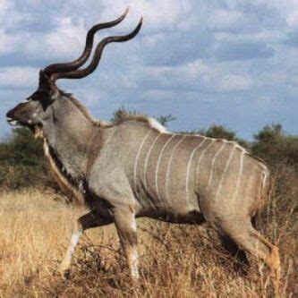 Horns are present in both males and females, but males have longer horns, which are thicker and more pointed. Huge kudu bull | African animals, Animals beautiful ...