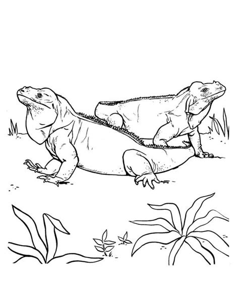 Color variants, normal changes, and changes due to stress. Pin by ColorNimbus on Iguana Coloring Pages | Animal ...