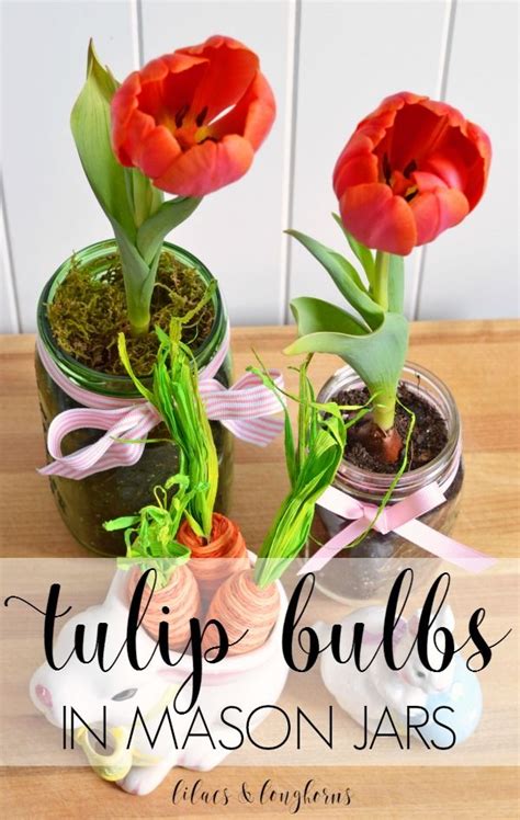 Tulips Bulbs In Mason Jars Mason Jar Monday Lilacs And Longhorns