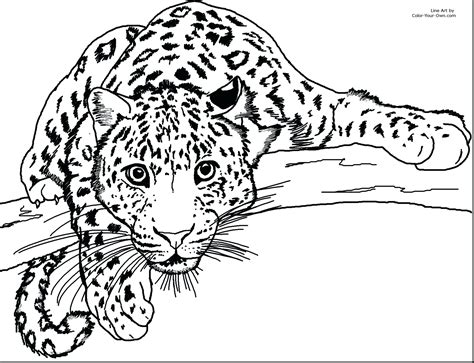 Baby Cheetah Coloring Pages at GetDrawings | Free download