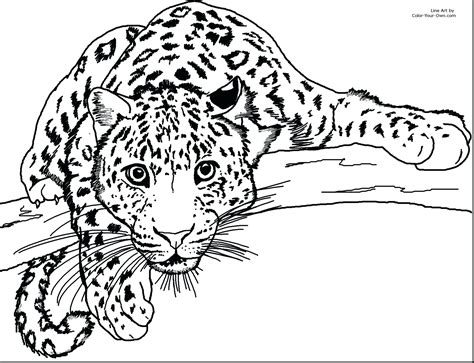 Baby Cheetah Coloring Pages At Free Printable