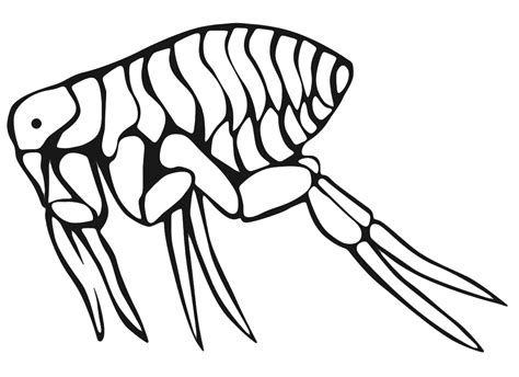 Collection of Flea clipart | Free download best Flea clipart on