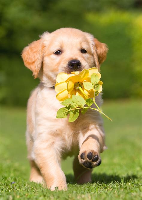 These golden retriever puppies love to attack with love and kisses. Dog, Golden Retriever puppy with rose Postcard - Authentic ...