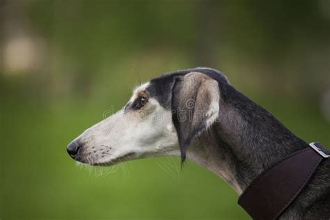 Profile Portrait Of A Gray Dog Saluki Breed On A Green Nature