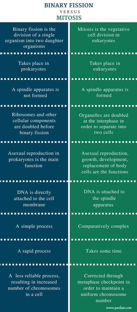 A number of hormones are known to induce cell division but a specific cell division hormone is not known. Difference Between Binary Fission and Mitosis - Pediaa.Com