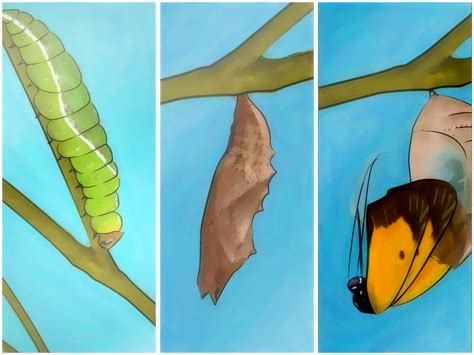 Unbelievable! The Fetching Butterflies Leak You Must See