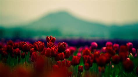Wallpaper Flowers Nature Red Field Green Color Flower Tulip