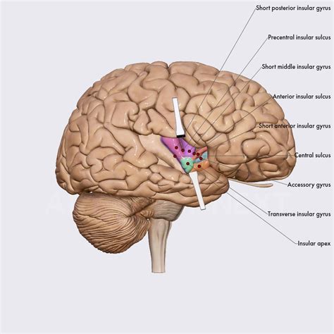 Brain Anatomy Insula Hot Sex Picture