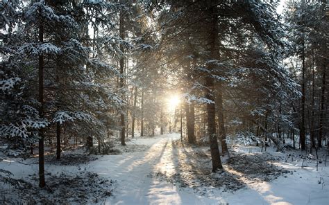 Winter Wonderland Background ·① Download Free Stunning High Resolution
