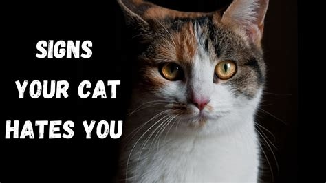 14 Signs Your Cat Hates You Youtube