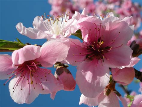 Scarica subito l'illustrazione vettoriale fiore albero con fiori rosa. Albero di pesco - alberi da frutto - Albero di pesco - frutto