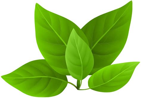Pin amazing png images that you like. Green Leaves PNG Clip Art | Gallery Yopriceville - High ...