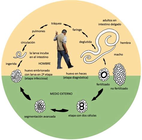 Ciclo De Vida Da Ascaris