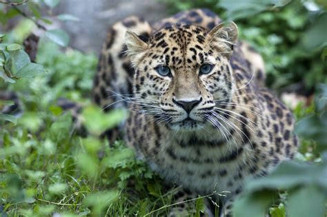 Endangered Species Day 2016 The 17 Most Endangered Animals In The