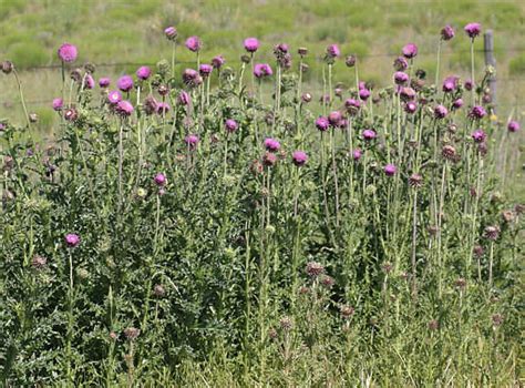 Control Noxious Weeds This Spring