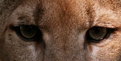 Trail Of The Cougar About Nature Pbs