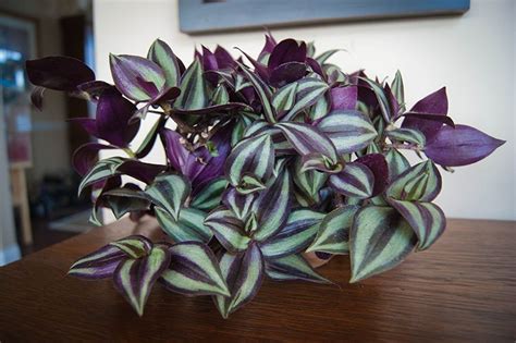You can get away with using a standard potting mix when planting indoors, and other soil being an indoor plant, the wandering jew does not get much attention from pests. Wandering Jew Plant: Care, Types, and Growing Tips | Epic ...