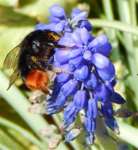 Bees are one of the most common pollinators and manage to visit several different plant species in a single afternoon. Flower Pollination And Pollination Syndromes