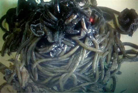 Hecho en españa de forma sostenible. Spaghetti al nero di seppia | La Voce News