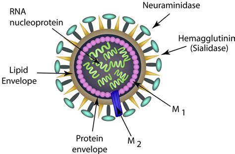 Influenza Virus Structure Types Nomenclature Transmission