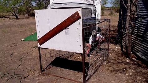 Hog Trap With Guillotine Style Door Youtube