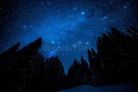 Starry Sky In The Night Forest Stock Photo Image Of Nature Beauty