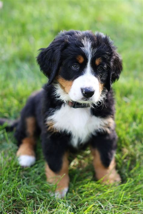 Bernese Mountain Dog Puppies Pictures And Photos Pictures Of Animals 2016