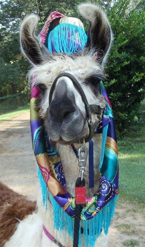 Llama Twist Modeling The Hat I Made And Sold Llama Costume Llama