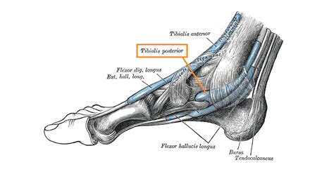 The foot consists of thirty three bones, twenty six joints and over a hundred muscles, ligaments and tendons. Posterior Tibial Tendon Dysfunction and Acquired Flat Foot Deformity