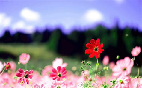 Maybe you would like to learn more about one of these? عکس منظره گلهای رنگارنگ بهاری زیبا در طبیعت بهار
