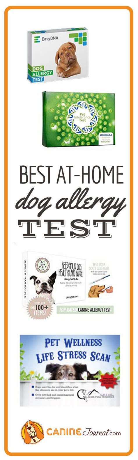 Best At Home Dog Allergy Test Kits For Food Sensitivities And More